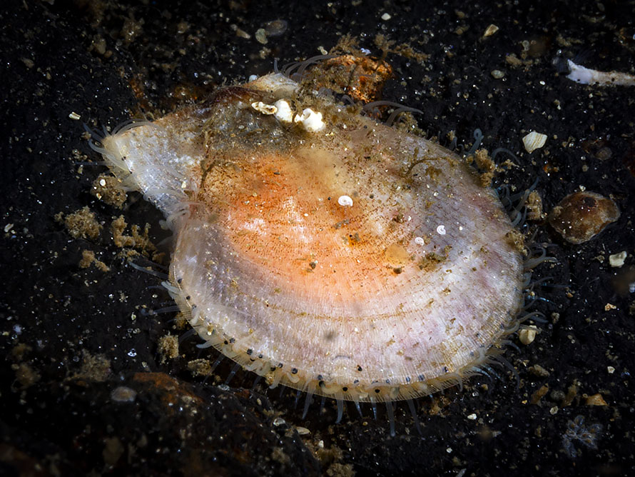 Mimachlamys varia nivea